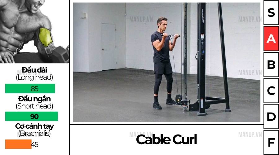 Cable Curl