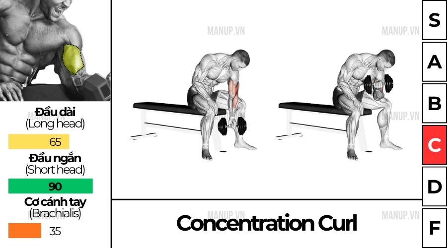 Cách tập Concentration Curl