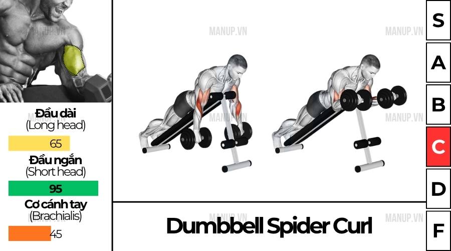 cách tập Dumbbell Spider Curl