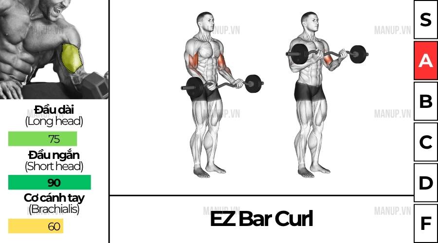 EZ Bar Curl
