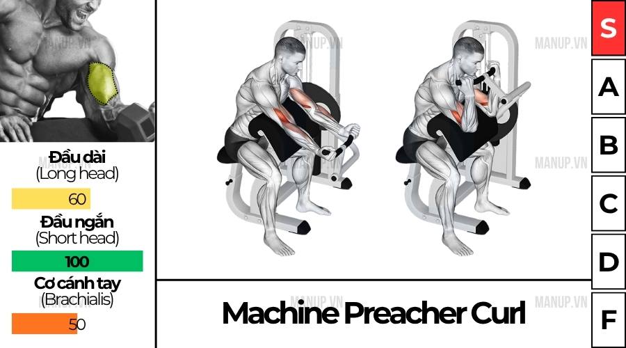 Preacher Curl