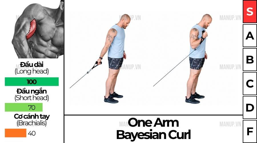 One Arm Bayesian Curl