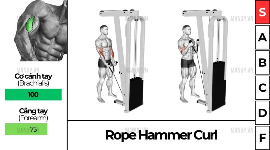 Rope Hammer Curl