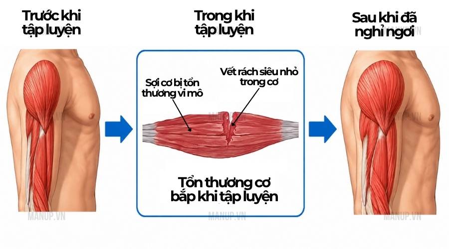 Recovery trong gym