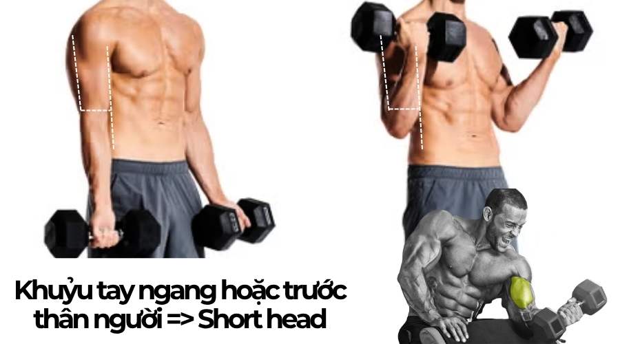 short head